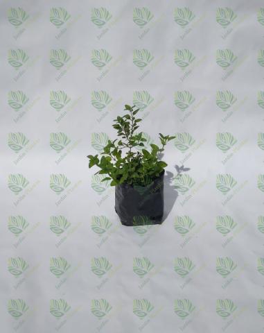 Planta Orégano Tamaño Chico